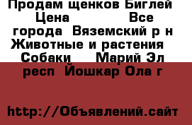 Продам щенков Биглей › Цена ­ 15 000 - Все города, Вяземский р-н Животные и растения » Собаки   . Марий Эл респ.,Йошкар-Ола г.